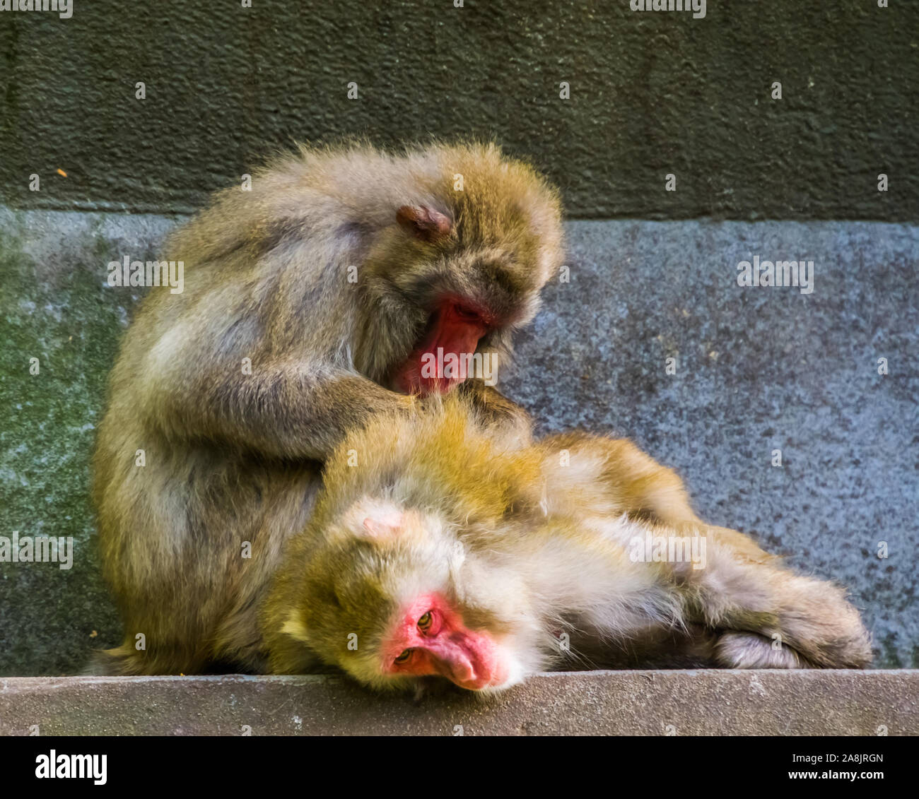 Macaque giapponese giovane toelettatura, tipica del primate sociale comportamento, scimmie tropicali dal Giappone Foto Stock