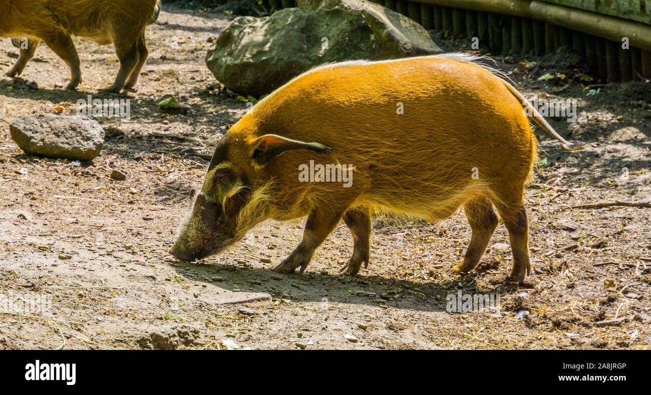 Red River hog closeup ritratto, tropicale Wild boar specie dall'Africa Foto Stock