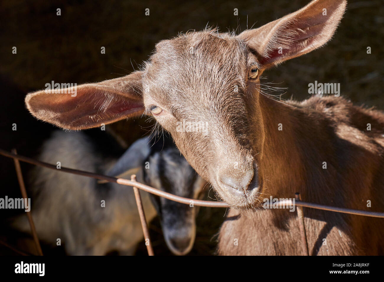 Un caseificio capra alla canzone Colomba Dairy nelle zone rurali Berks County Pennsylvania, STATI UNITI D'AMERICA Foto Stock