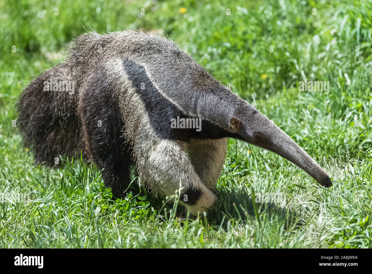 Anteater gigante, animale, ritratto Foto Stock