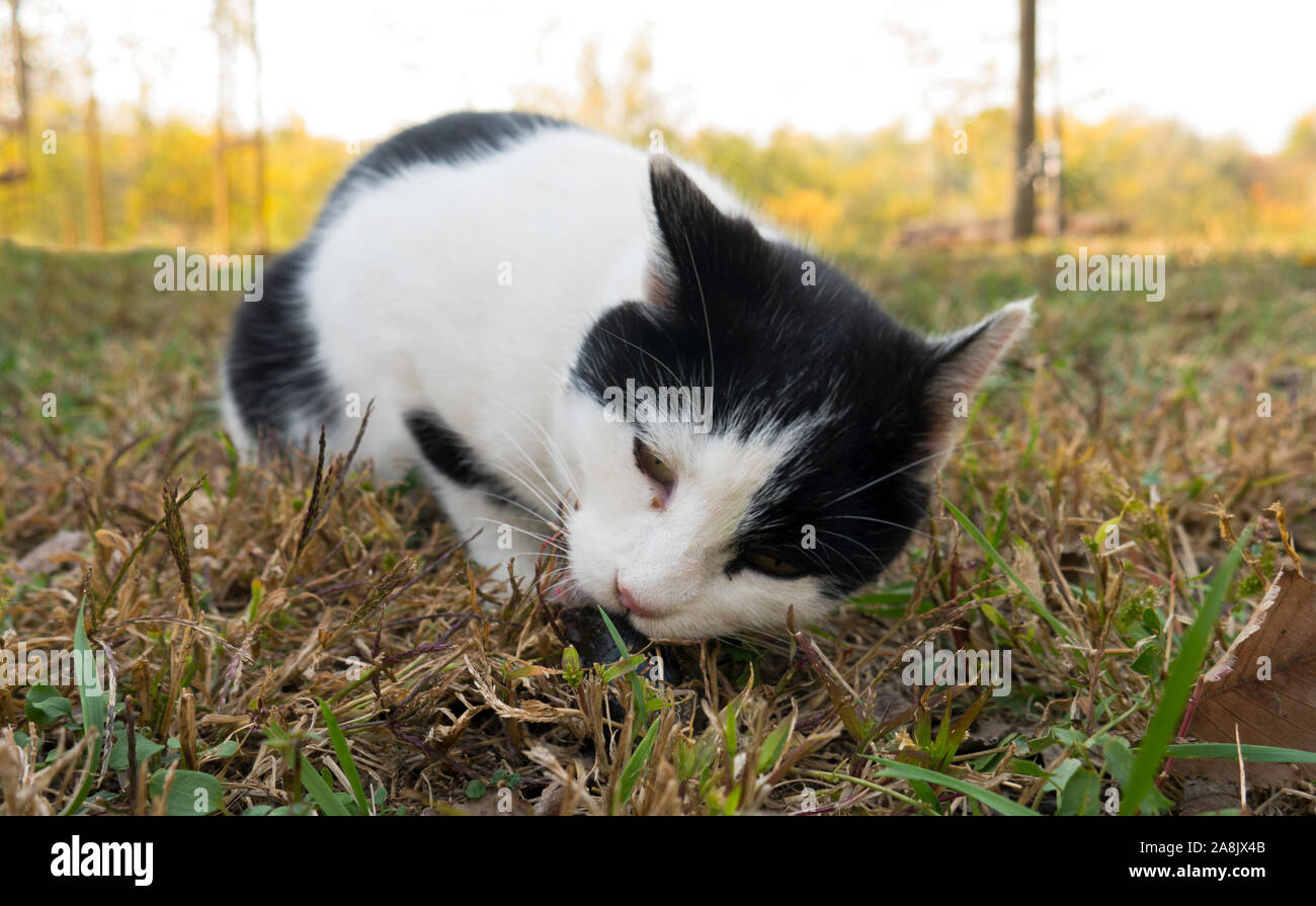 Il gatto gode di mangiare pesce resti sull'erba. Foto Stock
