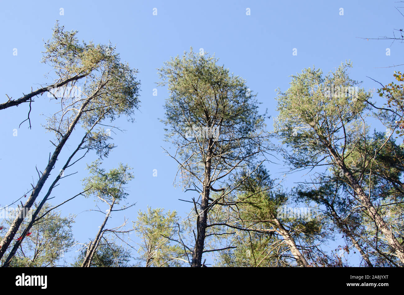 Alberi raggiungere verso il cielo in una foresta Foto Stock