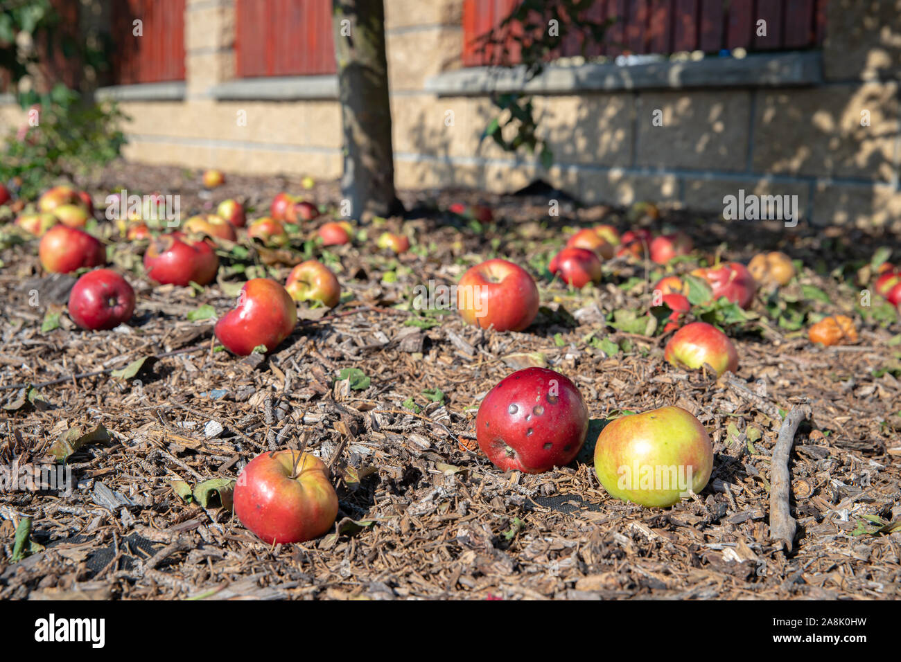 Le mele rosse sono scesi da albero a terra in giardino Foto Stock