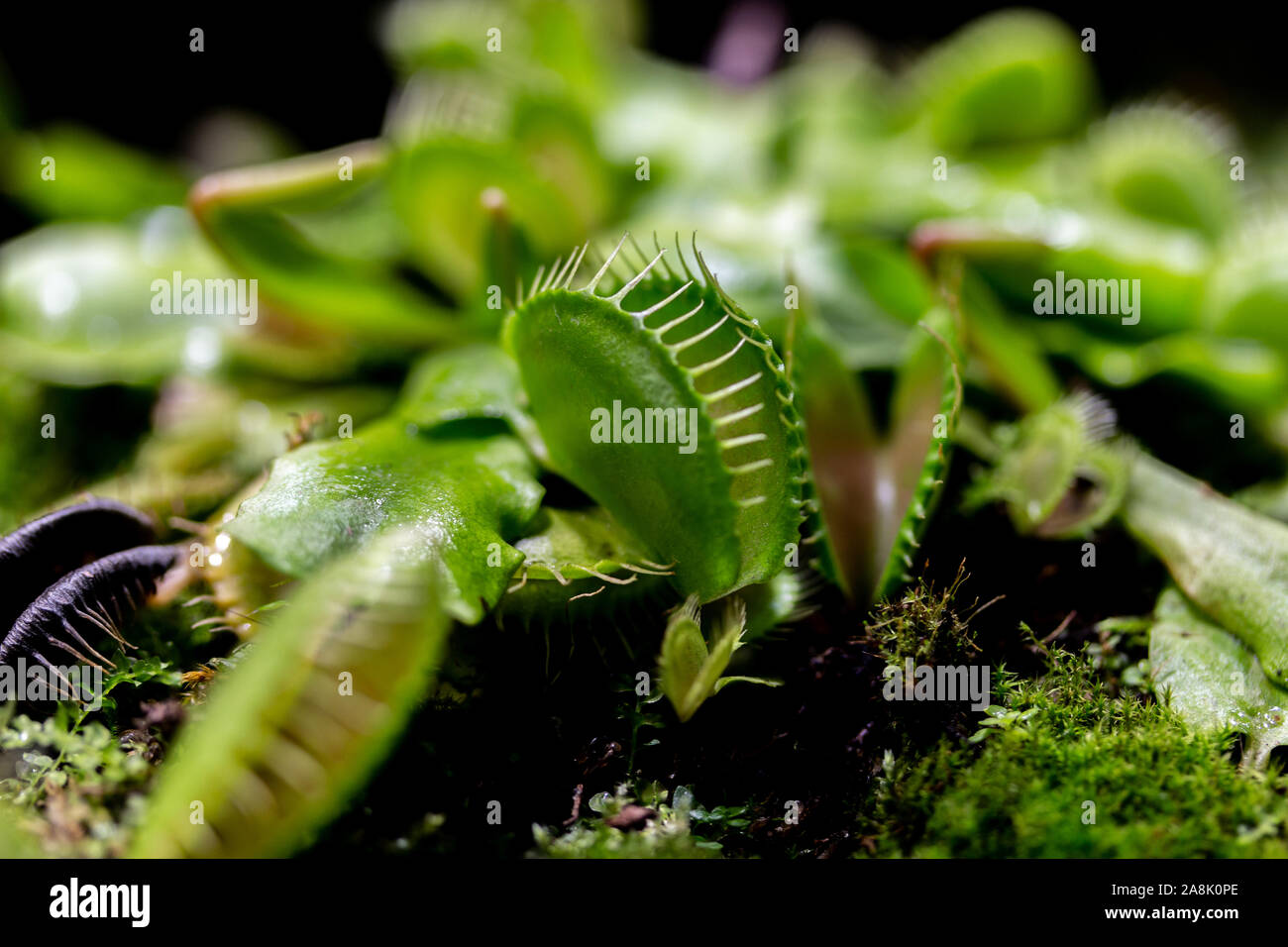 La pianta di predatori Dionaea muscipula della famiglia Droseraceae, Venus flytrap. Anta trap con denti affilati. Un piccolo impianto sottodimensionato in paludoso Foto Stock