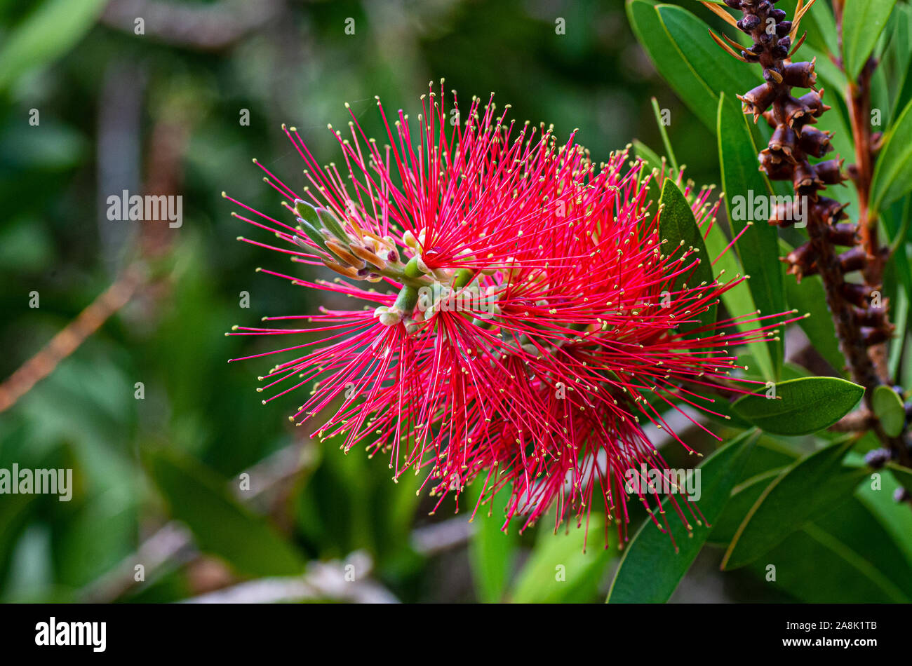 Rosso brillante fiore pohutukawa close-up nell'isola di Madeira. Foto Stock