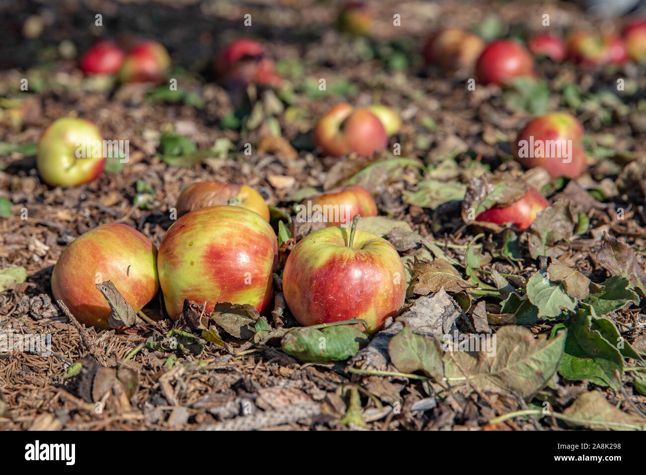 Le mele rosse sono scesi da albero a terra in giardino Foto Stock