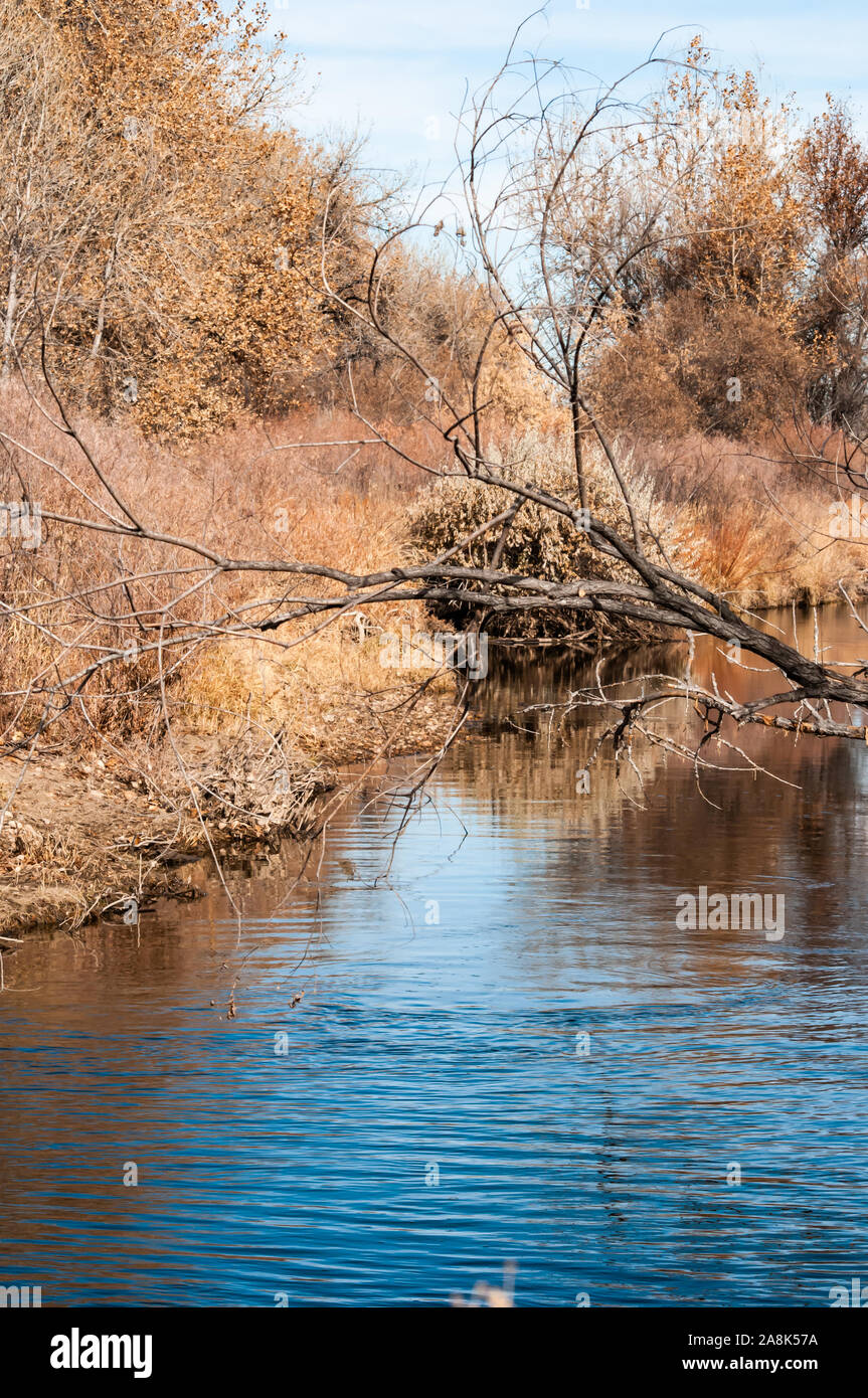 Crescita pesante sulle rive della Cache La Poudre River Foto Stock