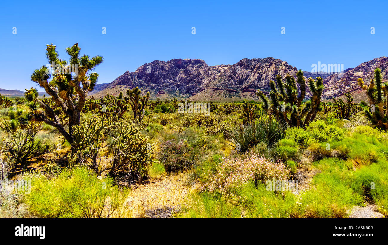 Un grande Joshua Tree in semi paesaggio desertico di Spring Mountain Ranch stato parco vicino a Las Vegas, Nevada, STATI UNITI D'AMERICA Foto Stock