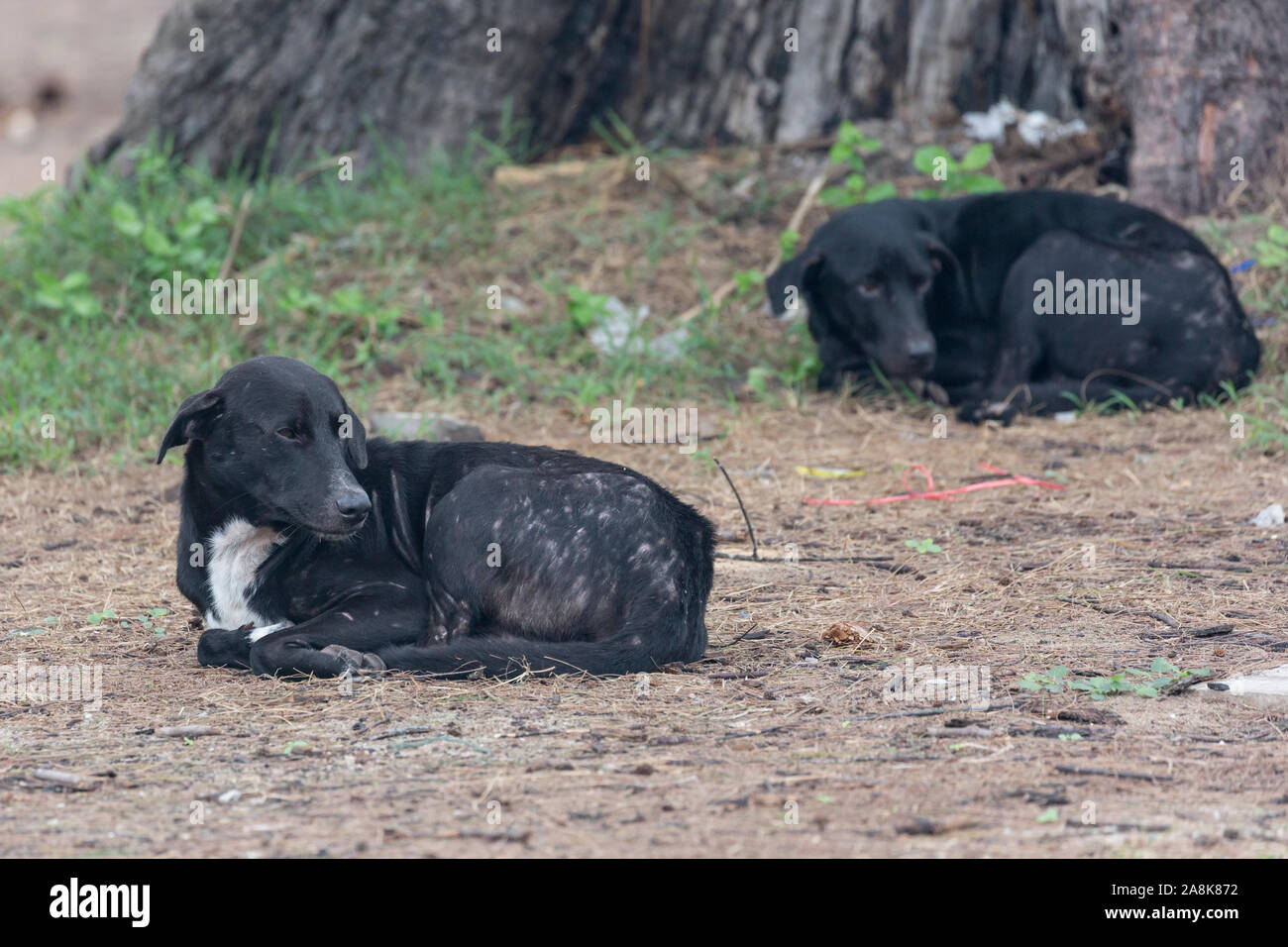 Feral cani sulla spiaggia/boschi di Sirinat National Park in Phuket, Tailandia. Foto Stock