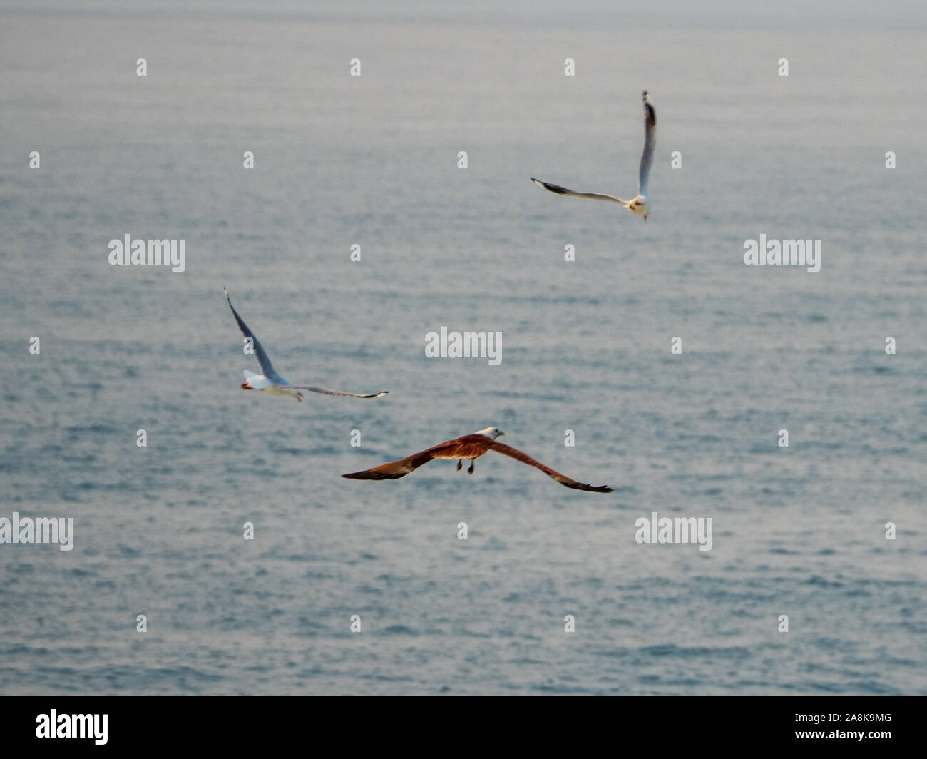 Brahminy Kite uccello o Sea Eagle un uccello di preda, sotto attacco da due gabbiani, Australian Silver Gulls, che volano sopra l'oceano Pacifico Foto Stock