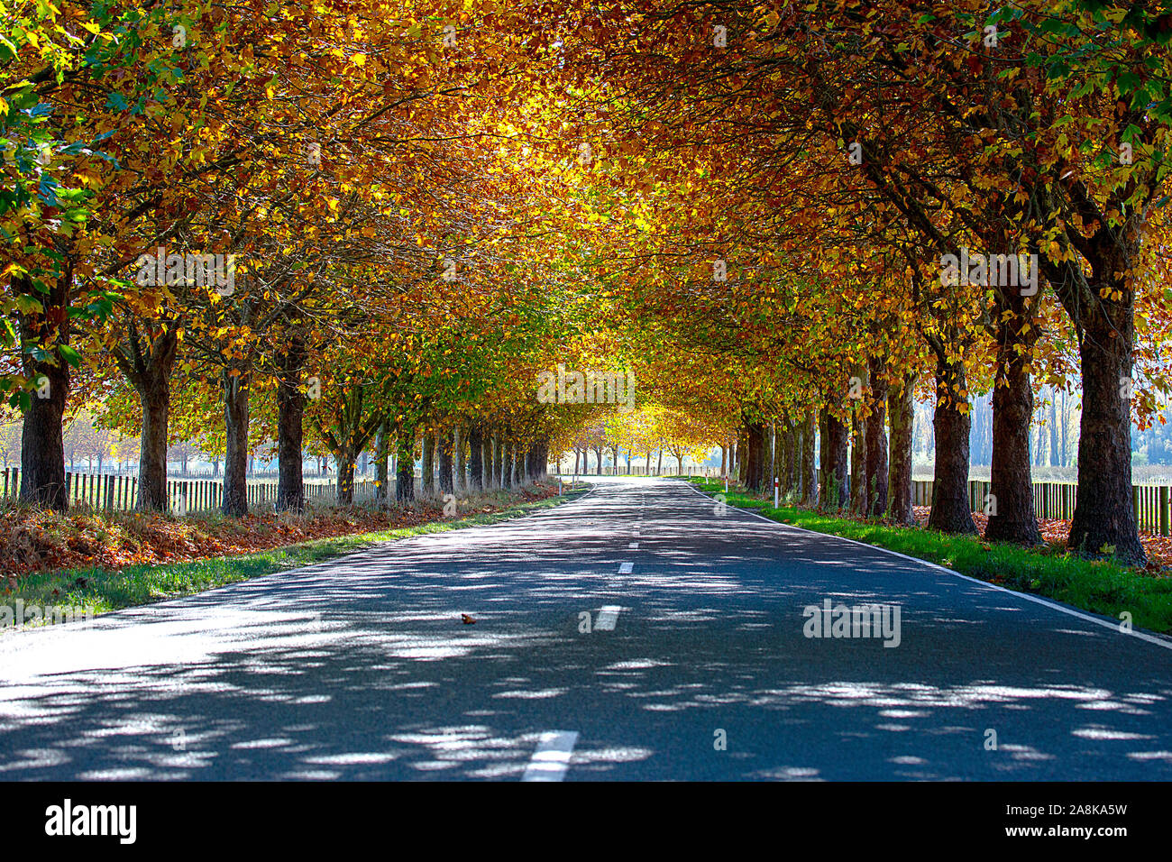 La guida dell'autostrada attraverso un viale di alberi di quercia con splendidi colori vibranti in autunno Foto Stock