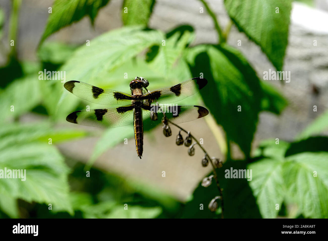 Skimmer Twelve-Spotted Dragonfly appollaiato sulla levetta Foto Stock