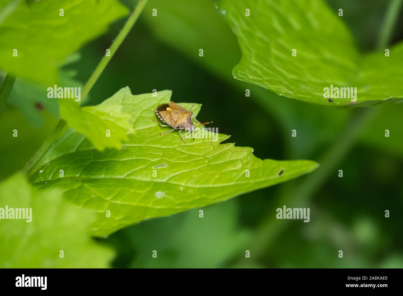 Protezione primaverile Bug su foglia di primavera Foto Stock