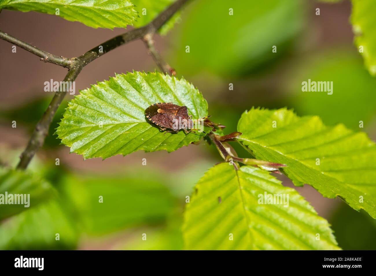 Protezione primaverile Bug su foglia di primavera Foto Stock