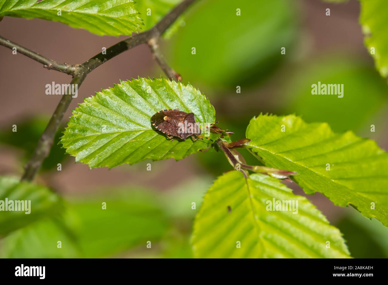 Protezione primaverile Bug su foglia di primavera Foto Stock