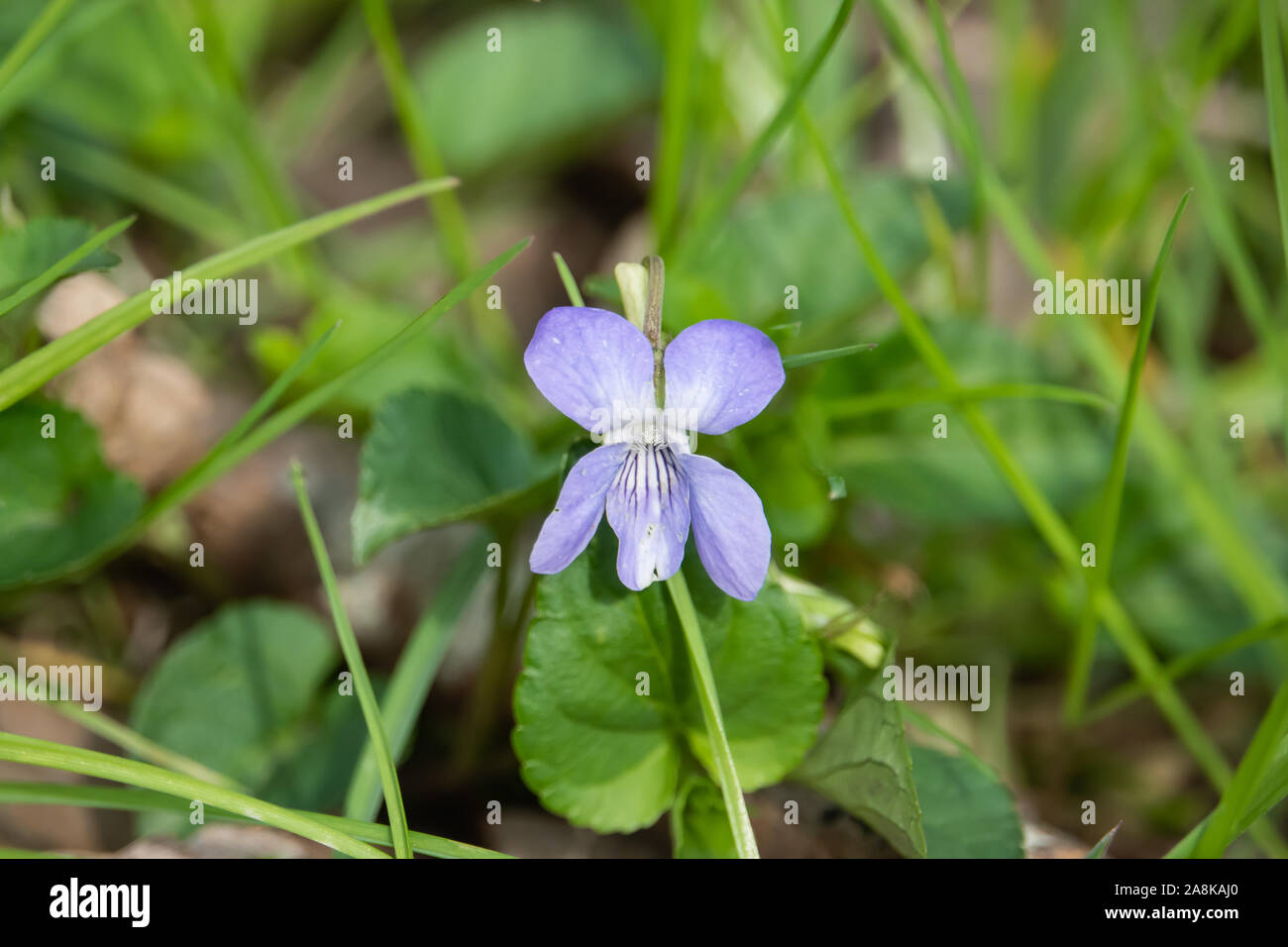 Fiori viola in fiore in primavera Foto Stock