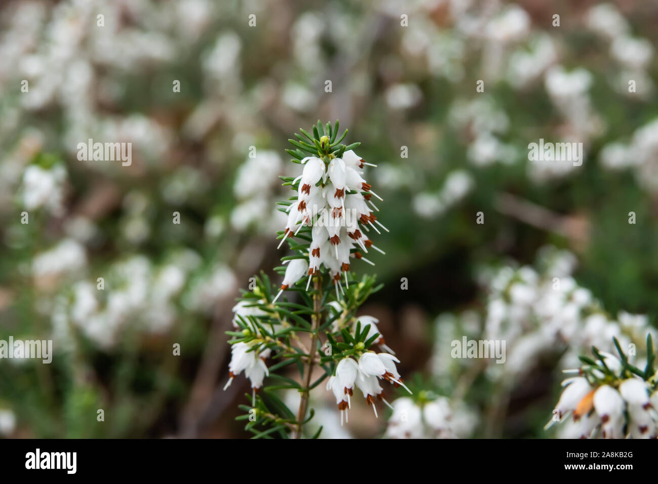 Girovagando Heath fiori che sbocciano in inverno Foto Stock