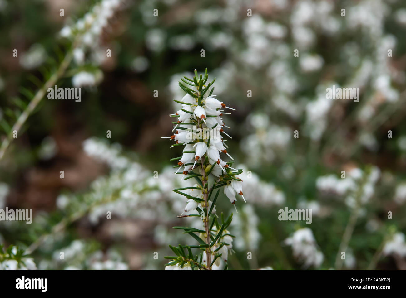 Girovagando Heath fiori che sbocciano in inverno Foto Stock