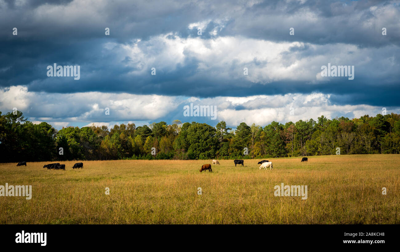 Le mucche al pascolo in un campo sotto il cielo tempestoso con la foresta in background in Orange County in North Carolina Foto Stock