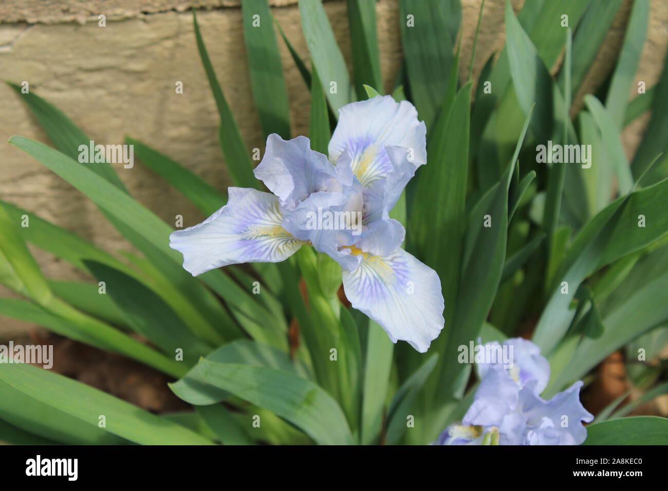 Jane Phillips Iris In Fiore - Parte 1 Foto Stock