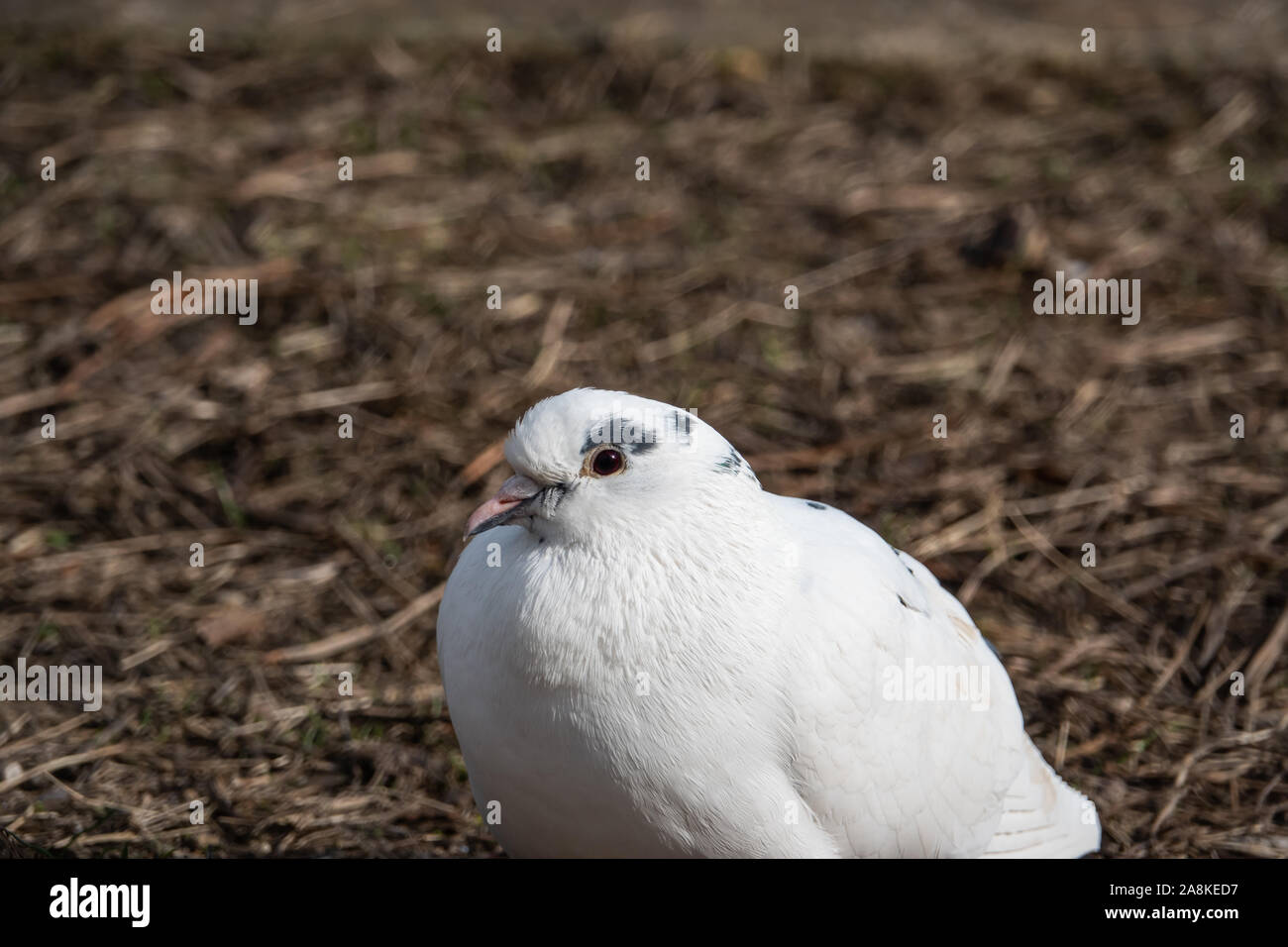 Il piccione bianco in inverno Foto Stock