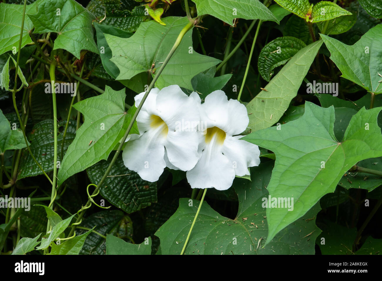 Cielo bianco fiori di vite in fiore Foto Stock