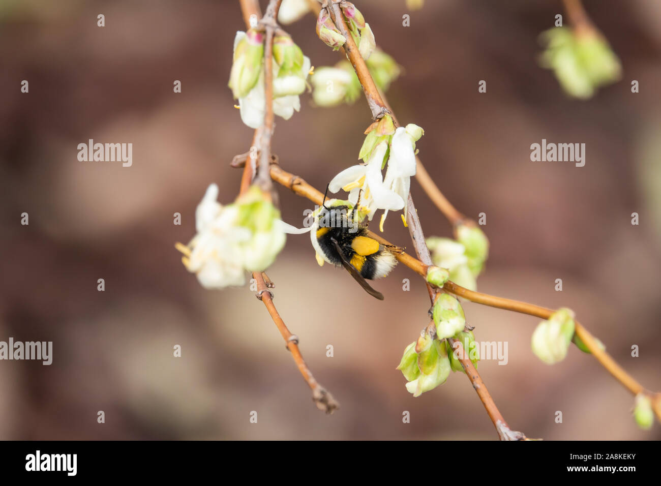 White Tailed Bumblebee su Caprifoglio fiori in inverno Foto Stock