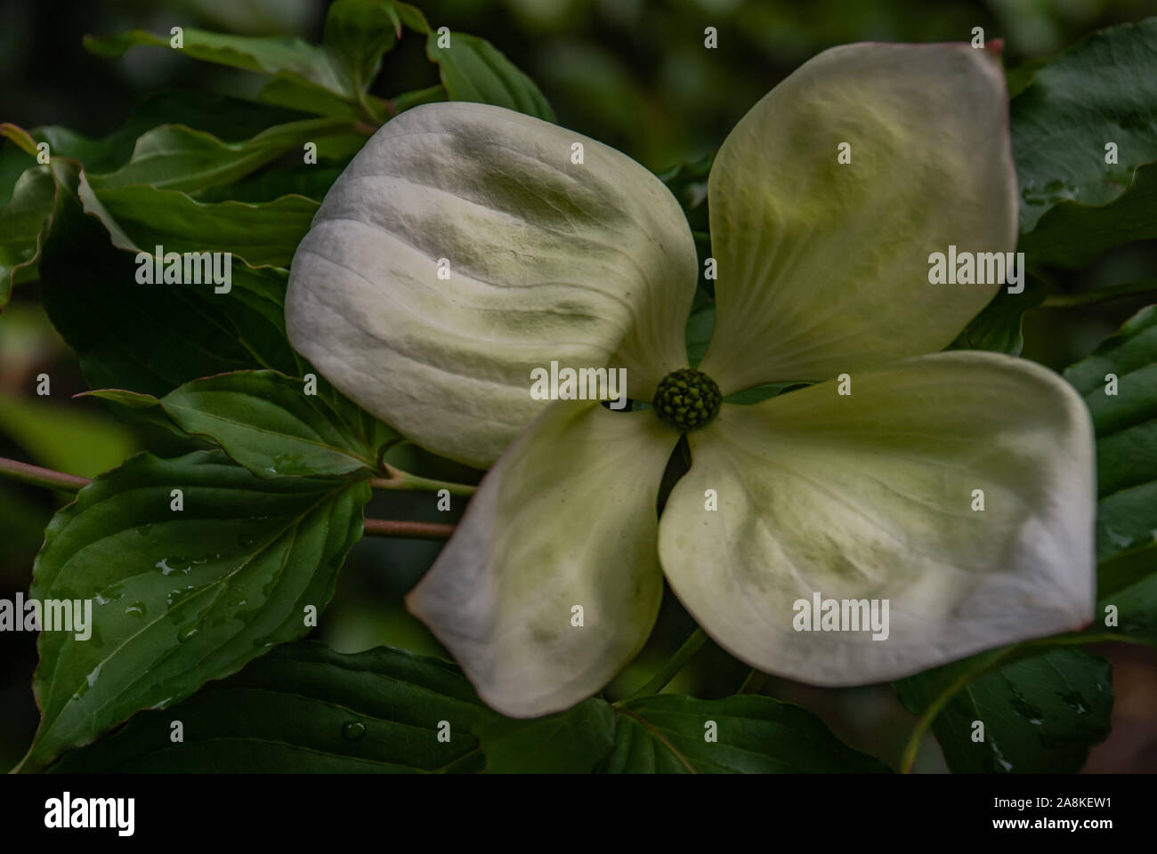 Close-up di Bella Cornus X elwinortonii Venere. Fioritura sanguinello "Venus" brattee a inizio estate piena fioritura cresciuto in un giardino botanico. Foto Stock