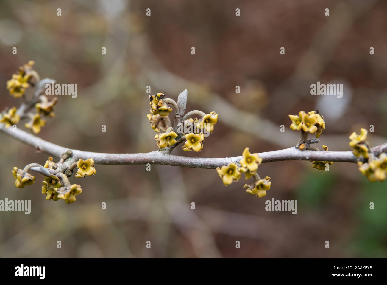 Amamelide fiori in inverno Foto Stock