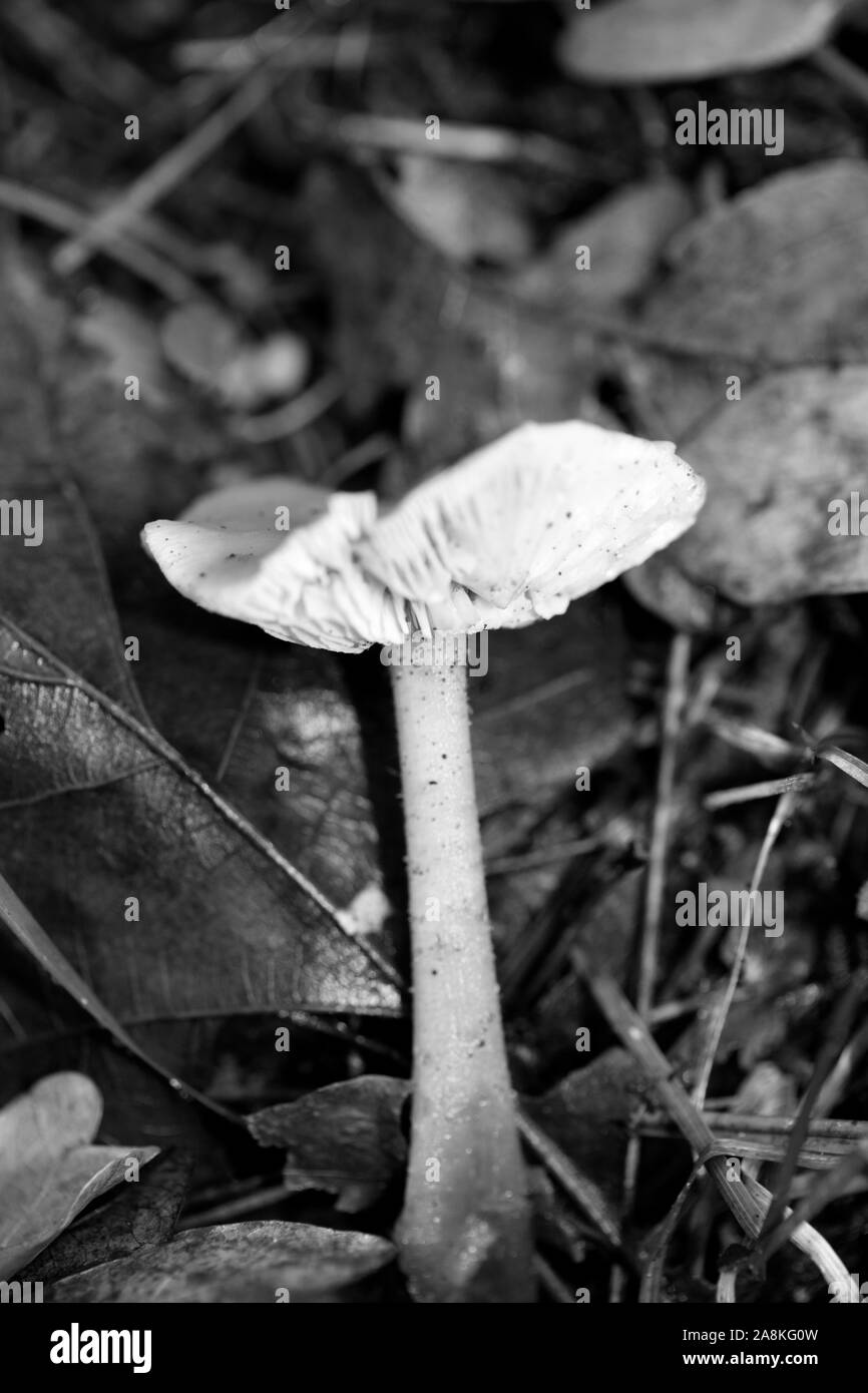 I funghi selvatici in bianco e nero consente di modificare lo sfondo della macro cinquanta megapixel Foto Stock