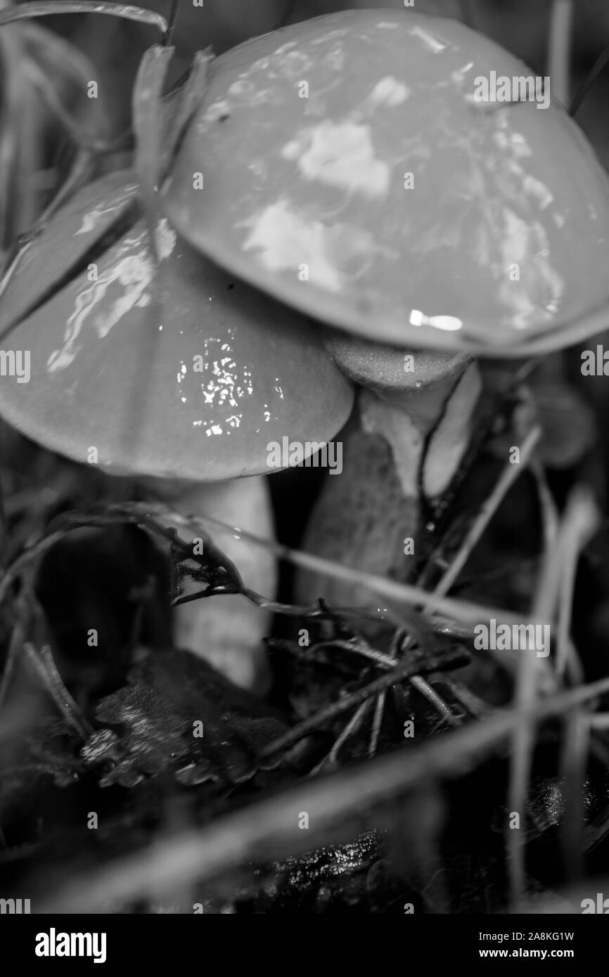 I funghi selvatici in bianco e nero consente di modificare lo sfondo della macro cinquanta megapixel Foto Stock