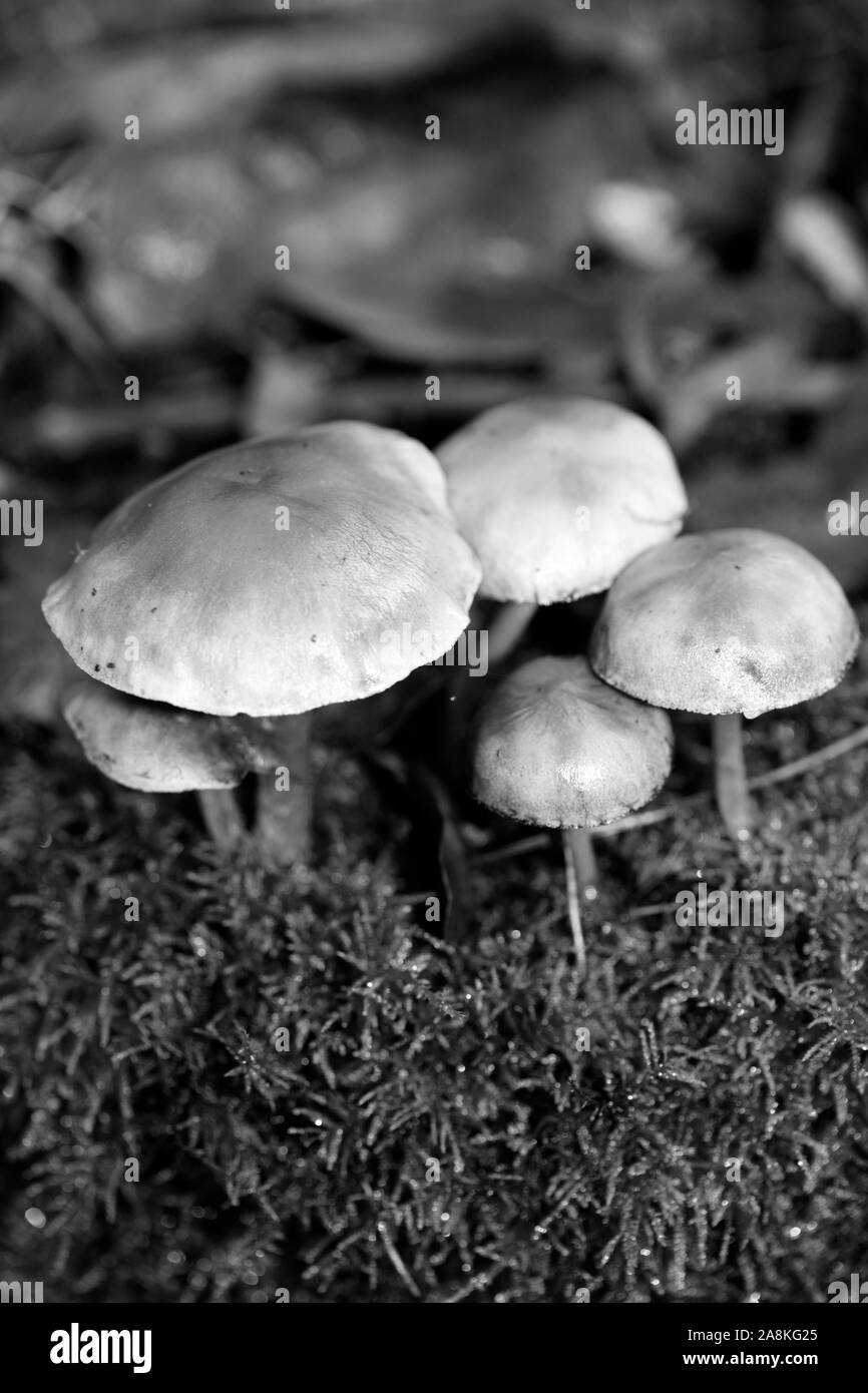 I funghi selvatici in bianco e nero consente di modificare lo sfondo della macro cinquanta megapixel Foto Stock