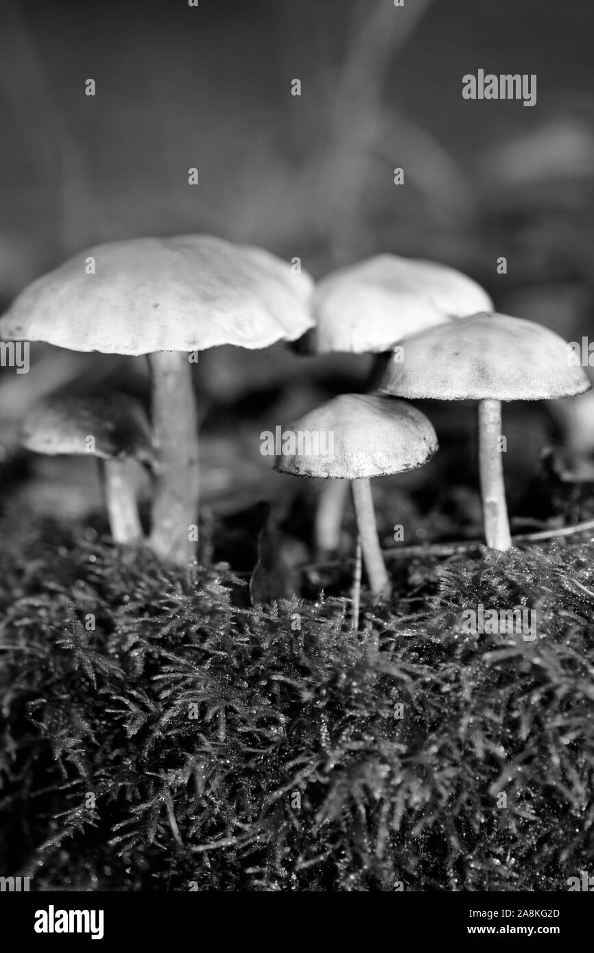 I funghi selvatici in bianco e nero consente di modificare lo sfondo della macro cinquanta megapixel Foto Stock