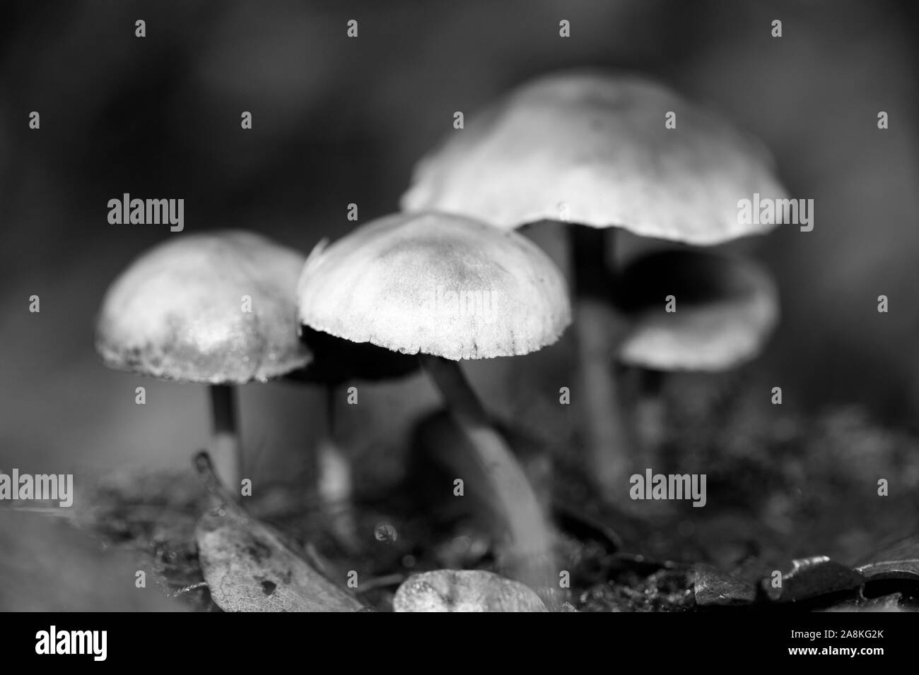 I funghi selvatici in bianco e nero consente di modificare lo sfondo della macro cinquanta megapixel Foto Stock