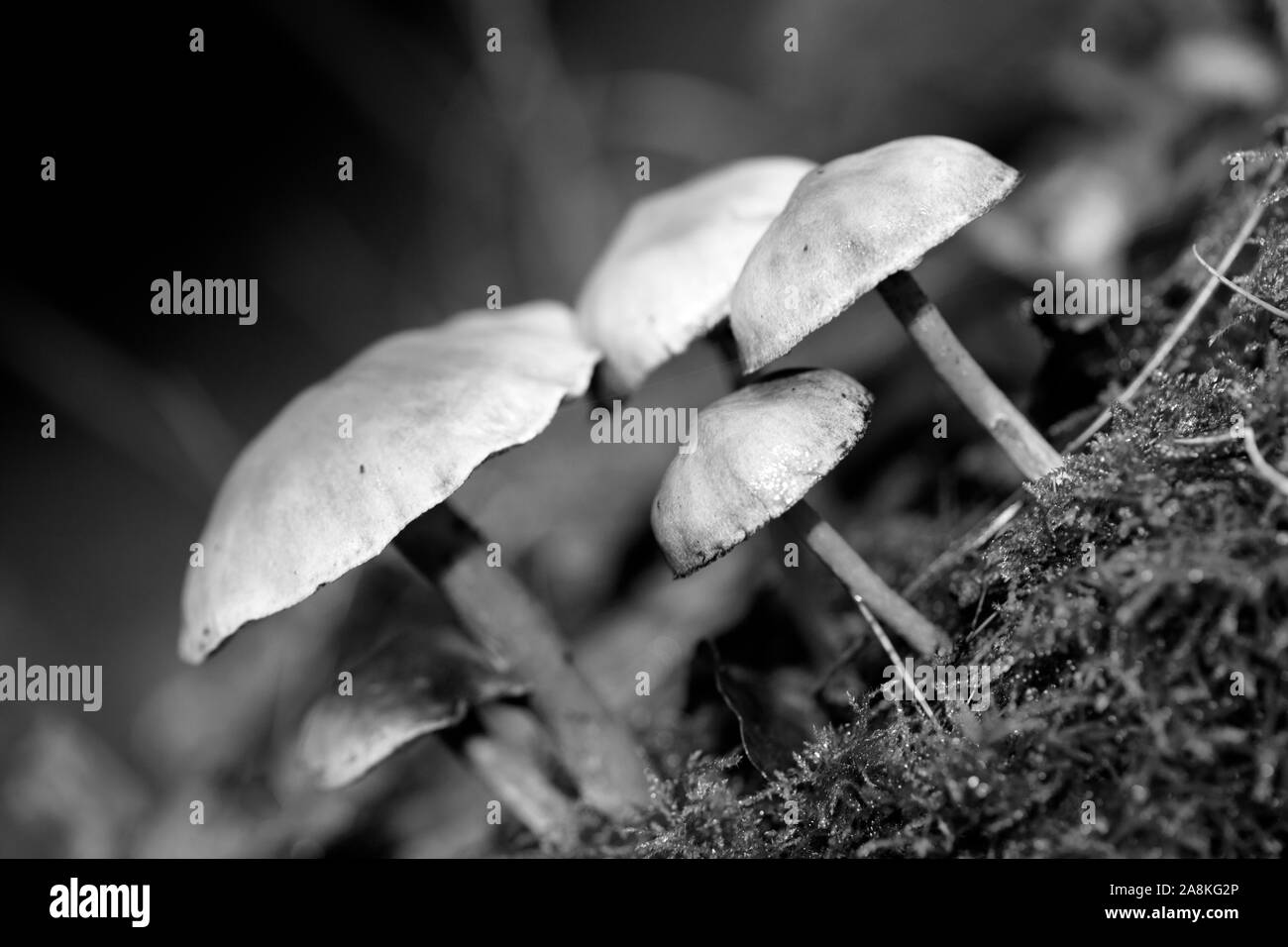 I funghi selvatici in bianco e nero consente di modificare lo sfondo della macro cinquanta megapixel Foto Stock