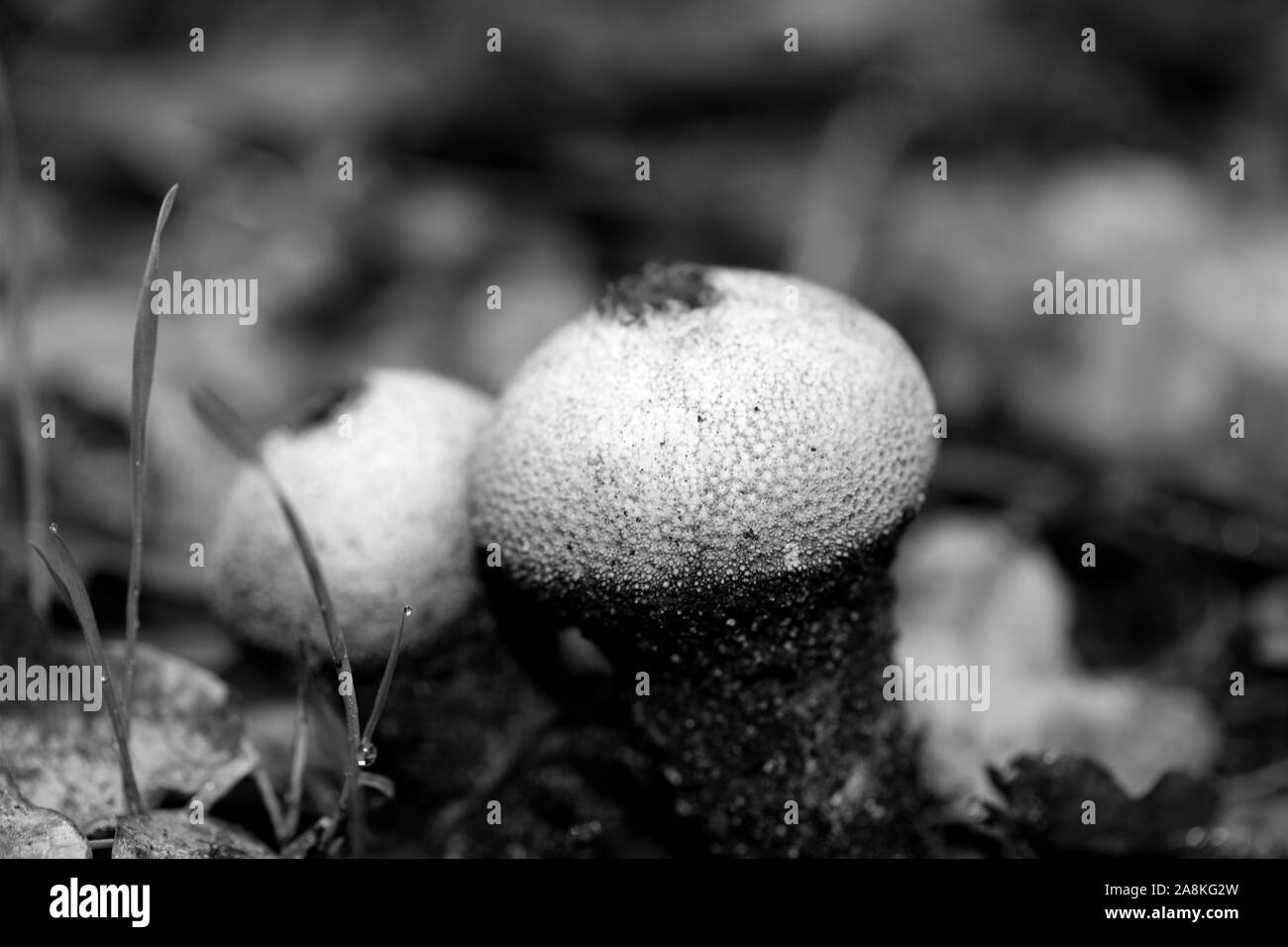 I funghi selvatici in bianco e nero consente di modificare lo sfondo della macro cinquanta megapixel Foto Stock