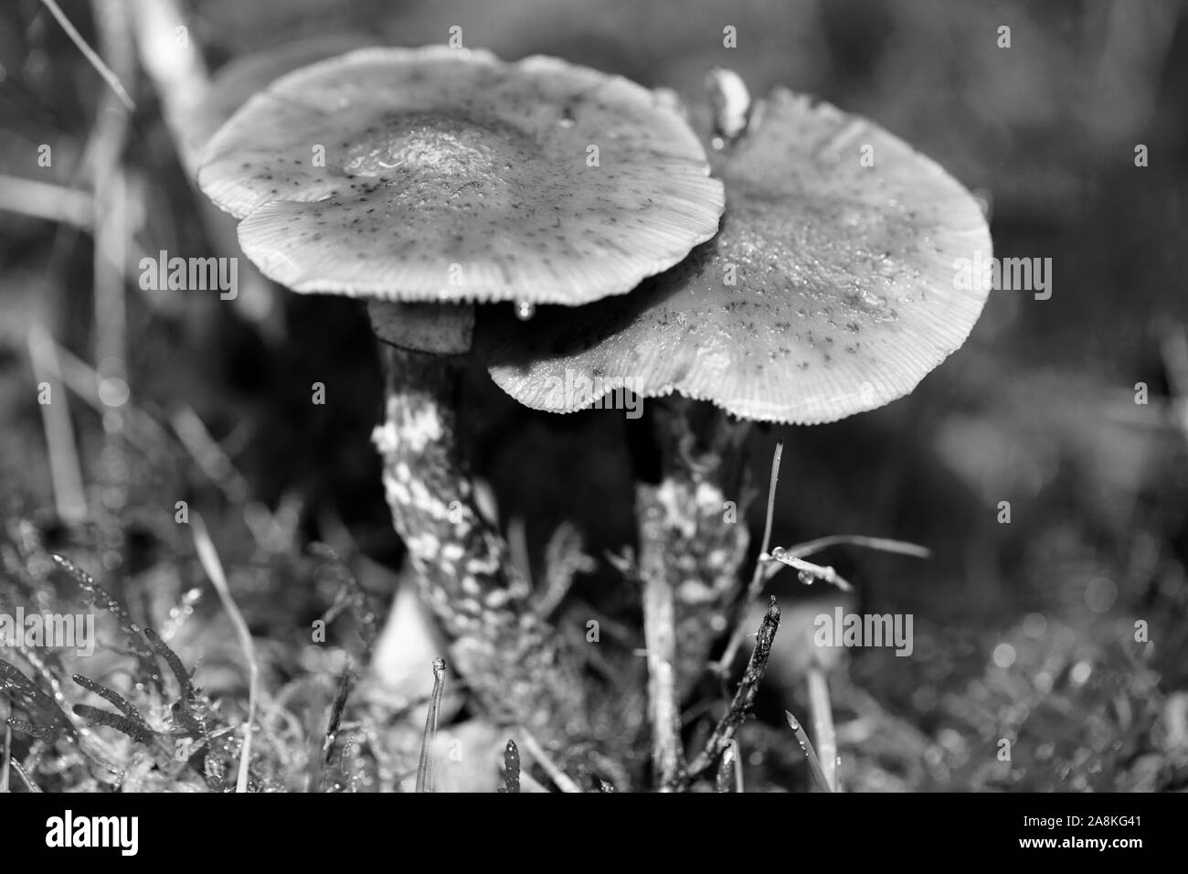 I funghi selvatici in bianco e nero consente di modificare lo sfondo della macro cinquanta megapixel Foto Stock