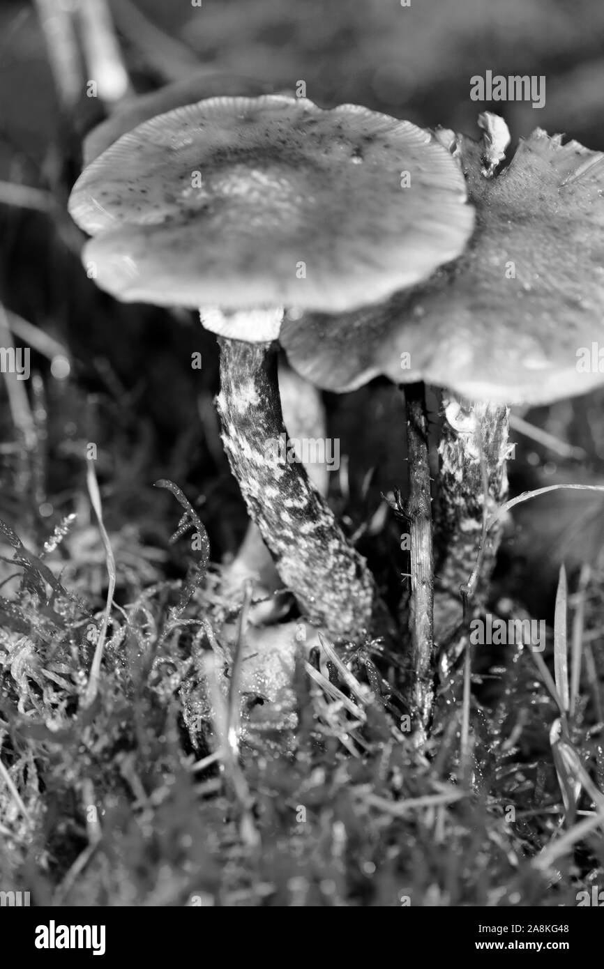 I funghi selvatici in bianco e nero consente di modificare lo sfondo della macro cinquanta megapixel Foto Stock