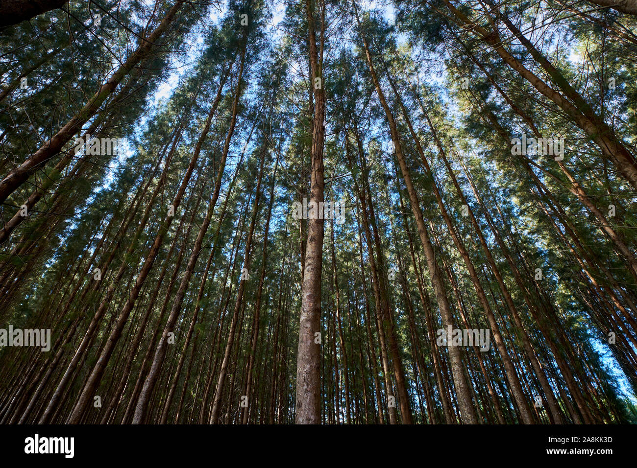 Guardando in alto attraverso una griglia di alberi di pino sulla spiaggia vicino a Kota Bharu. In Kelantan, Malaysia. Foto Stock