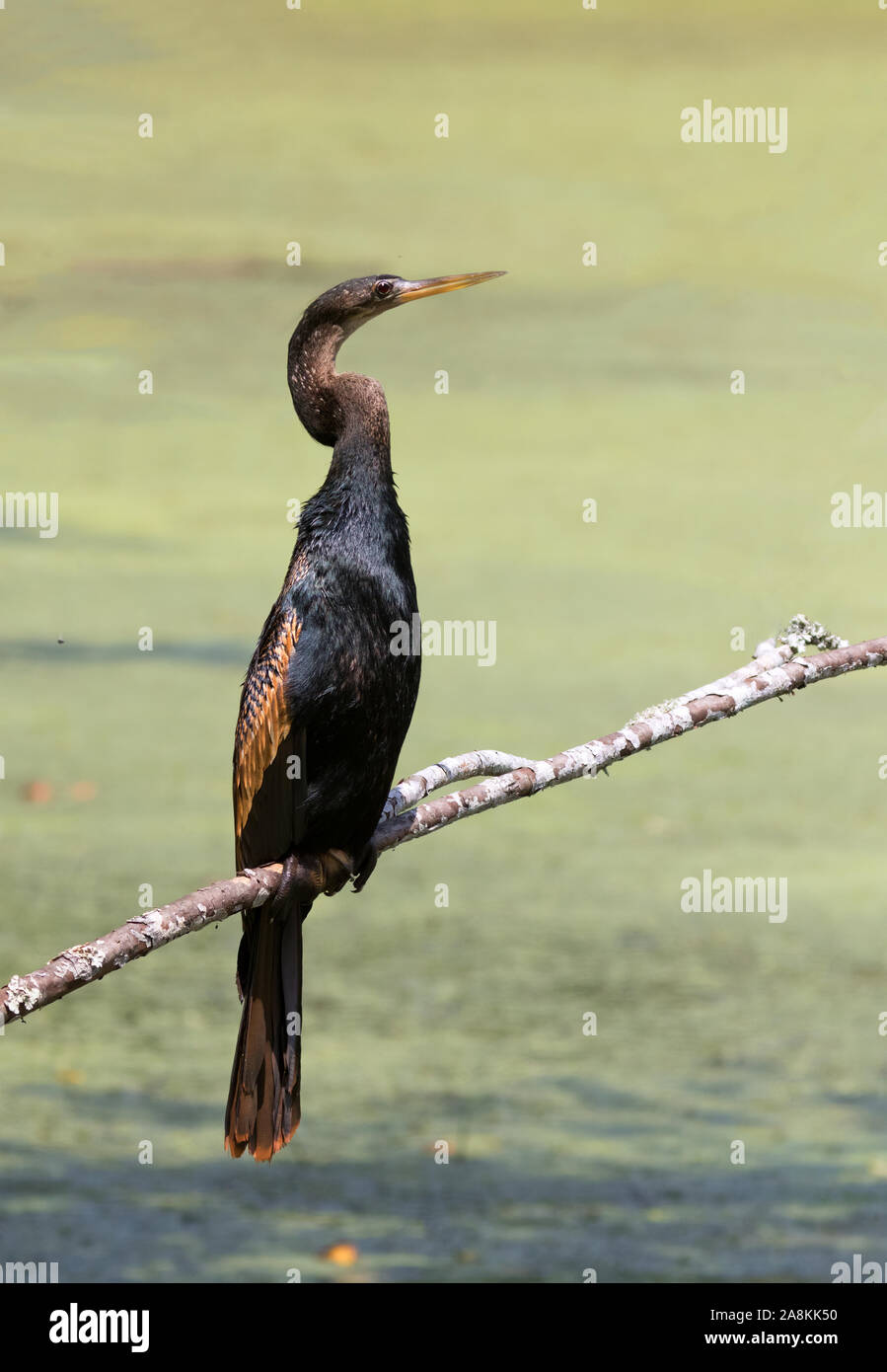 Anhinga (Anhinga anhinga) a Brazos Bend State Park Foto Stock