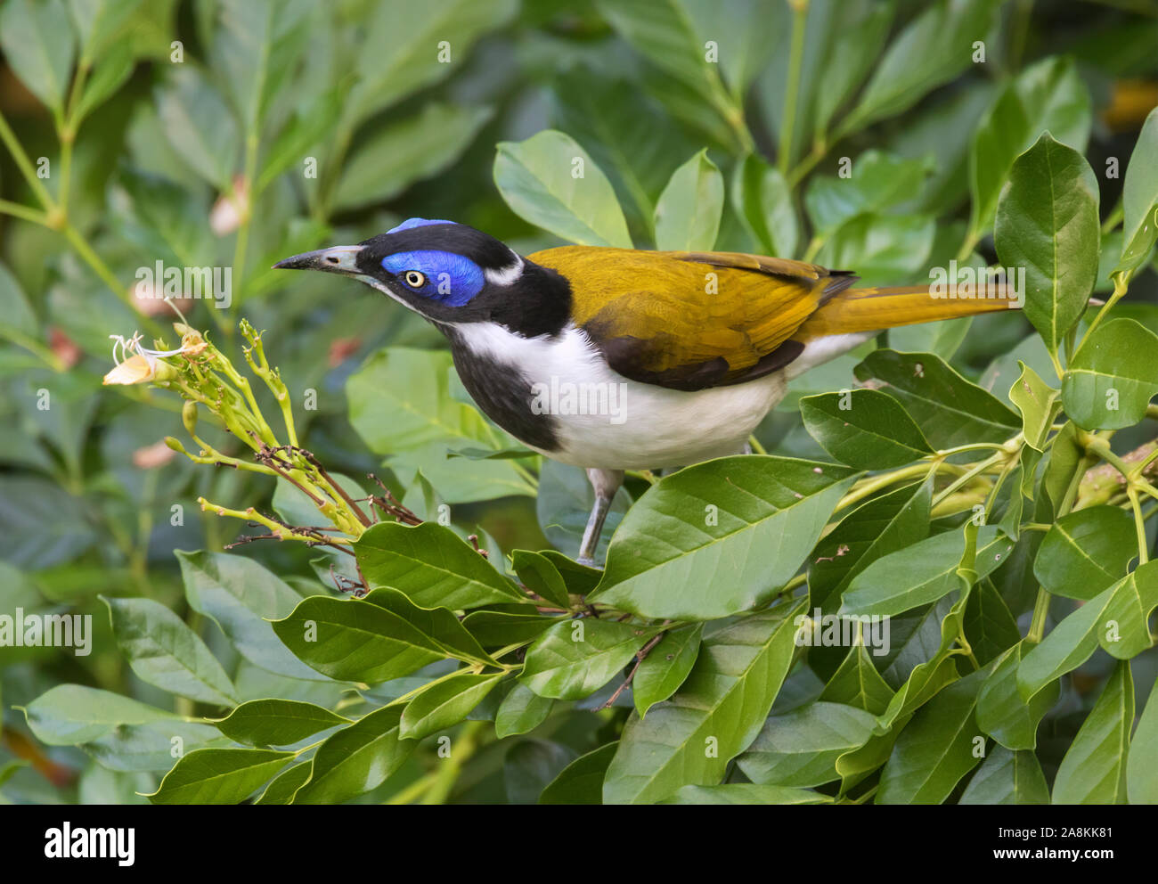 Il blue-di fronte honeyeater (Entomyzon cyanotis), o la banana alimentazione di uccelli sui fiori Foto Stock