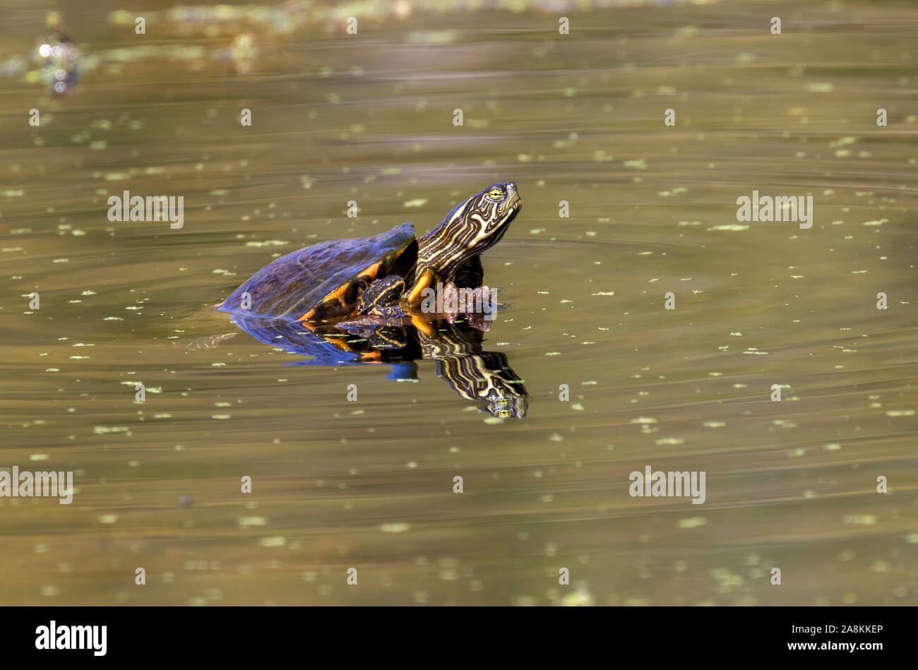 Il Giallo-cursore panciuto (Trachemys scripta scripta) sulla struttura sommersa log Brazos Bend State Park, Texas, Stati Uniti d'America Foto Stock