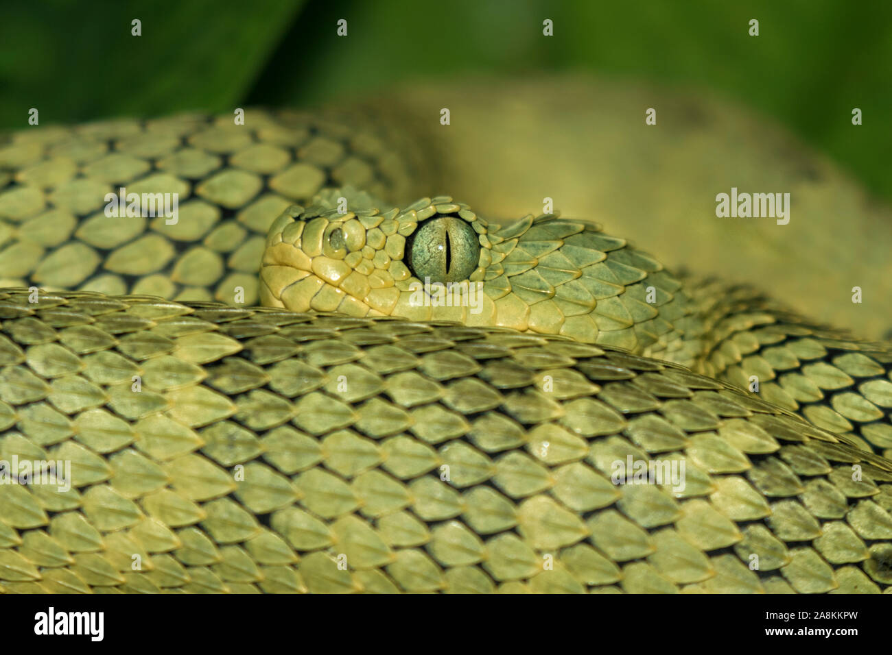 Boccola verde viper, Atheris squamigera, close up Foto Stock