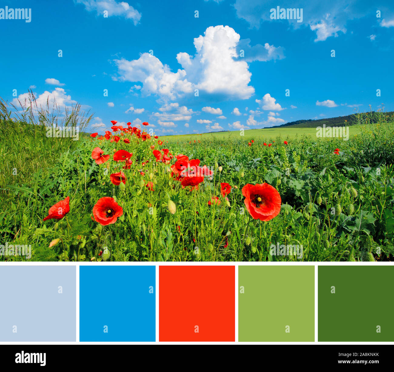 La corrispondenza dei colori della tavolozza estate da luglio immagine del verde campo agricolo con vibrante papaveri rossi sotto il cielo blu con nuvole magnifico. Summ Foto Stock