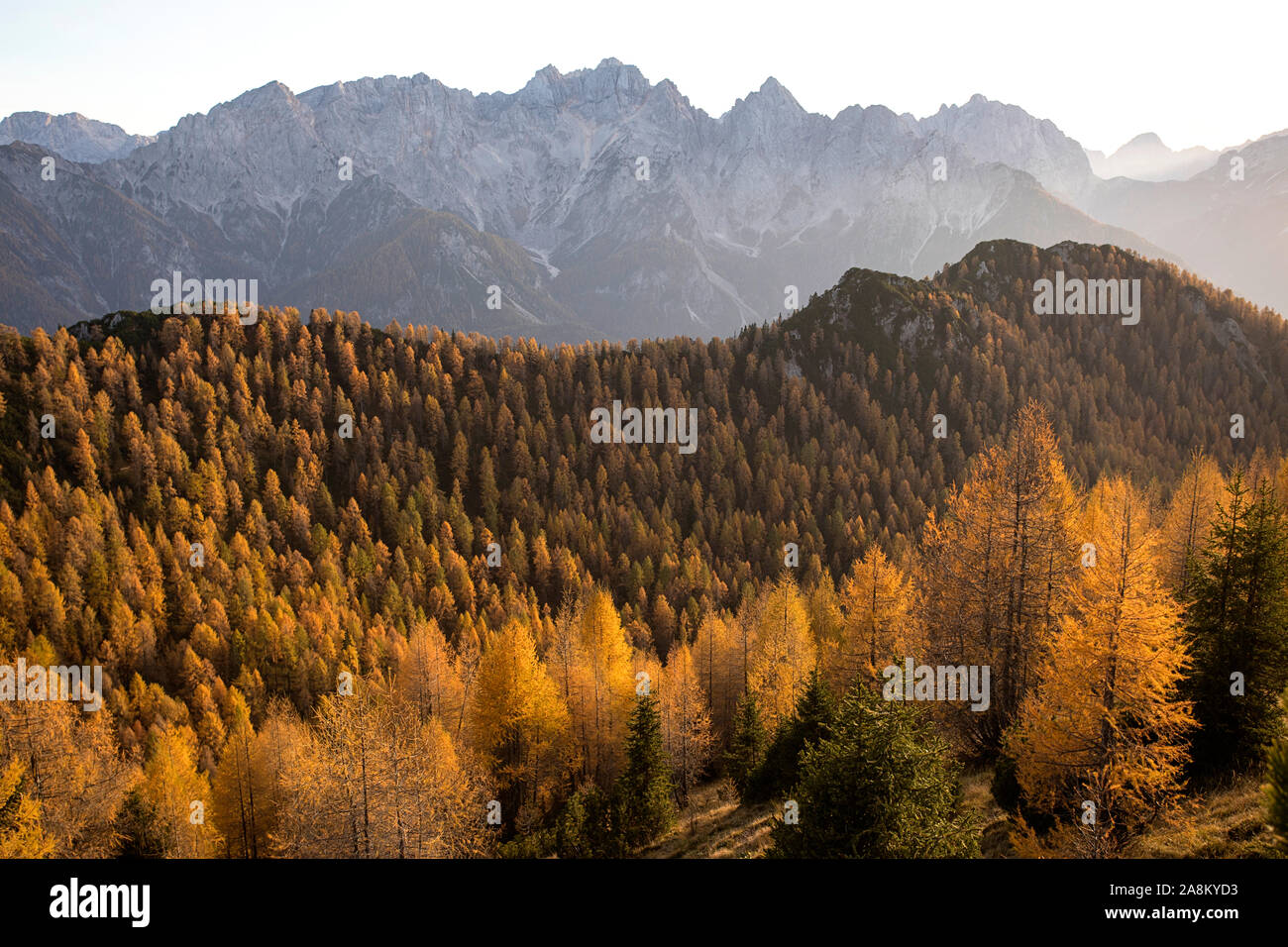 Bella foresta di autunno al tramonto. Bellissimo paesaggio con alberi con rosso e arancio foglie. Foto Stock