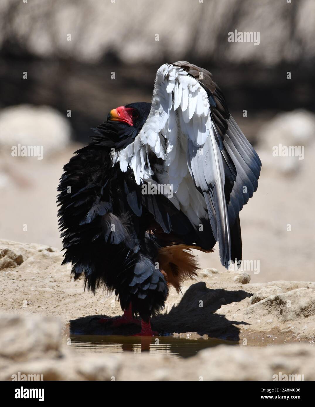 Femmina visualizzando bateleur underwing bianco per indicare la sicurezza di novellame Foto Stock