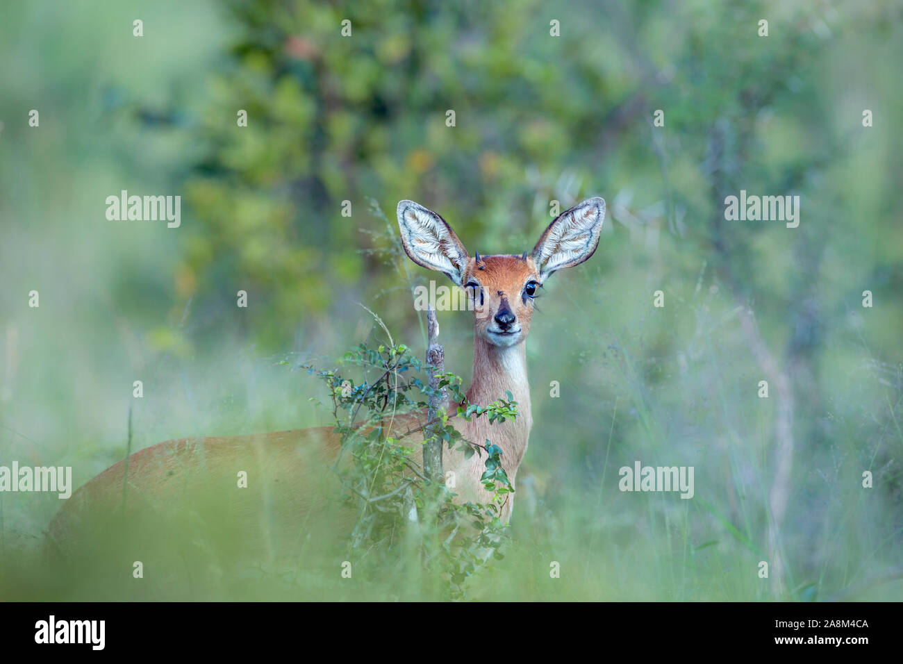 Cefalofo comune guardando la fotocamera in naturale blur sullo sfondo nel Parco Nazionale di Kruger, Sud Africa ; Specie Sylvicapra grimmia famiglia dei bovidi Foto Stock