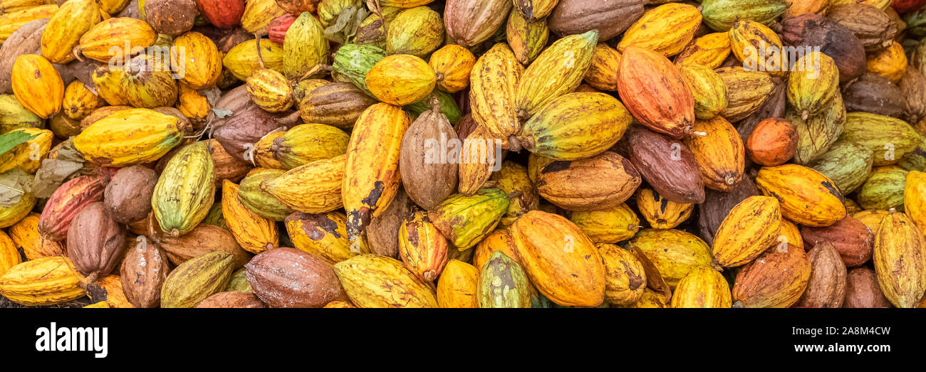 Cacao cialde in Sao Tome e Principe, il mucchio di baccelli di cacao messo a terra per l'asciugatura Foto Stock