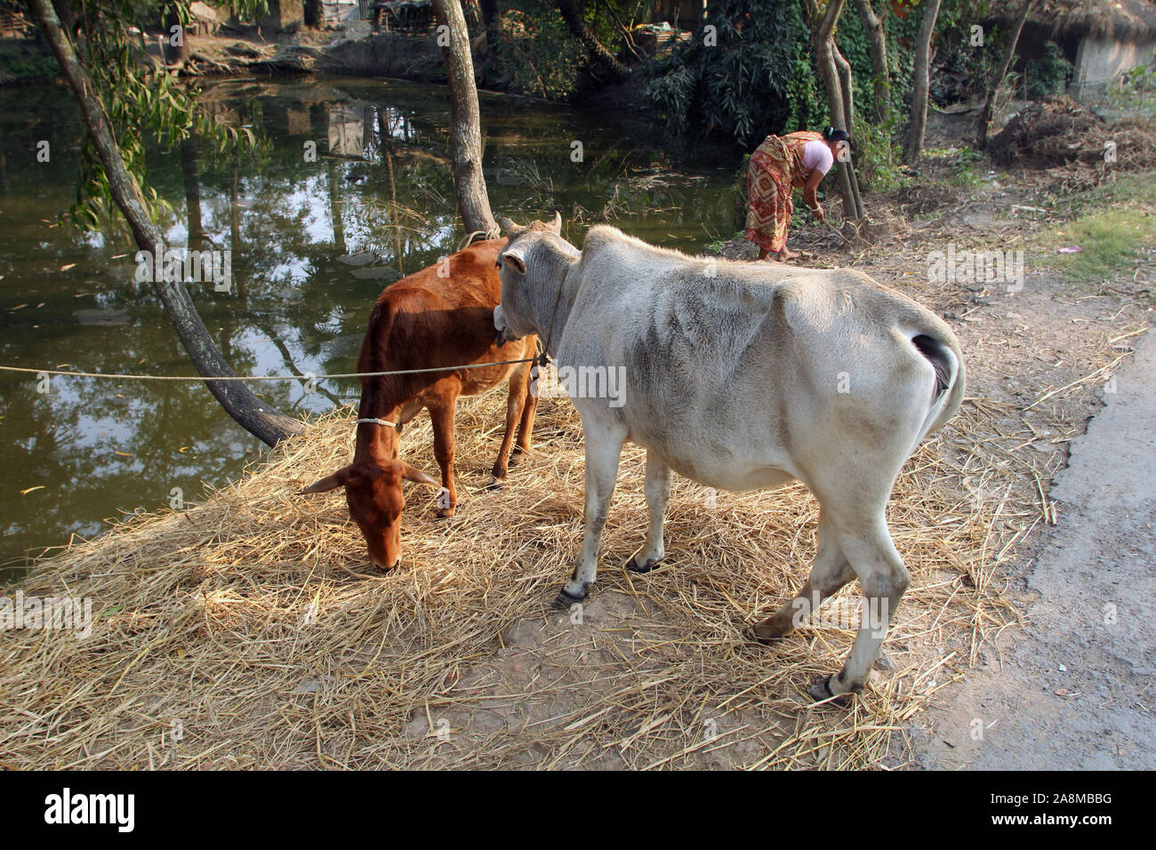 Il pascolo di bestiame nel villaggio Kumrokhali, West Bengal, India Foto Stock