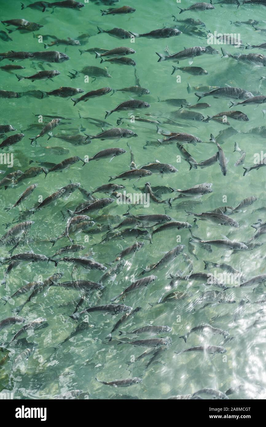 Dettaglio colpo di pesce nuotare nel fiume vicino alla barca Dunbogan capannone e Marina in una giornata di sole. Foto Stock